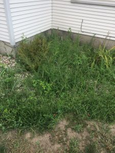 exterior improvements- DIY weeds